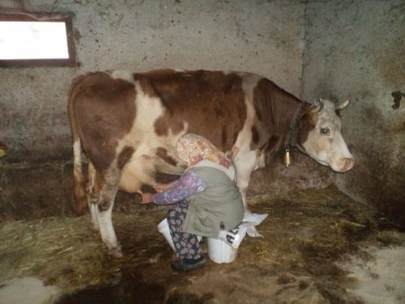 İstanbul'da köylü olmak