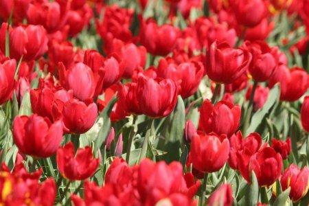 İstanbul’da lale festivali başlıyor