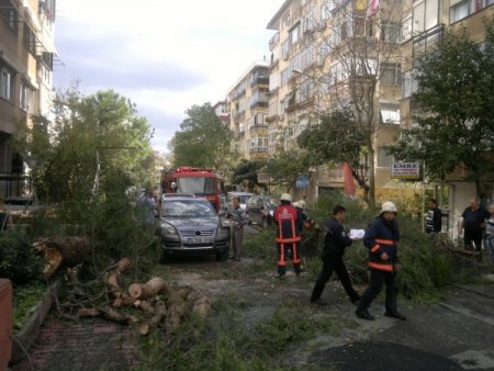 İstanbul'da lodos ağaçları devirdi (Özel)