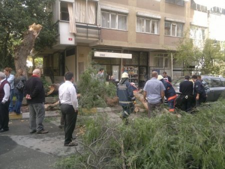 İstanbul'da lodos ağaçları devirdi (Özel)
