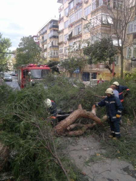 İstanbul'da lodos ağaçları devirdi (Özel)