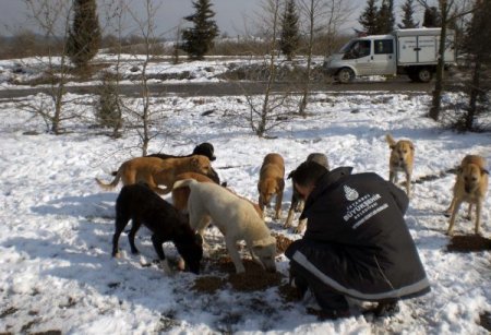 İstanbul'da Sokak Hayvanları Aç Kalmadı