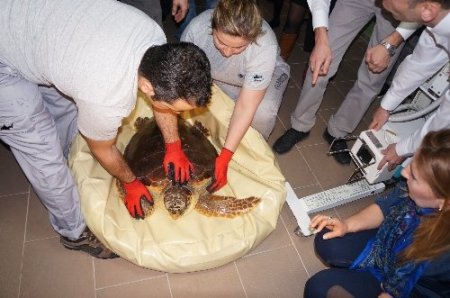 İstanbul'da tedavi edilen deniz kaplumbağaları Akdeniz'e salınacak
