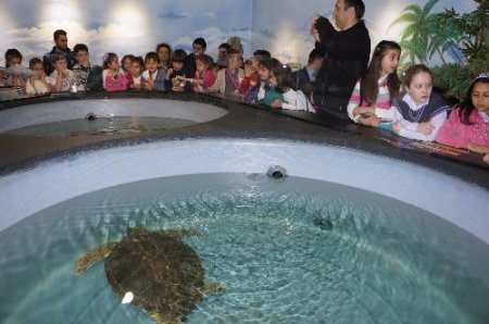 İstanbul'da tedavi edilen deniz kaplumbağaları Akdeniz'e salınacak