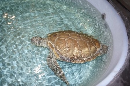 İstanbul'da tedavi edilen deniz kaplumbağaları Akdeniz'e salınacak