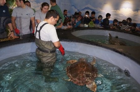 İstanbul'da tedavi edilen deniz kaplumbağaları Akdeniz'e salınacak