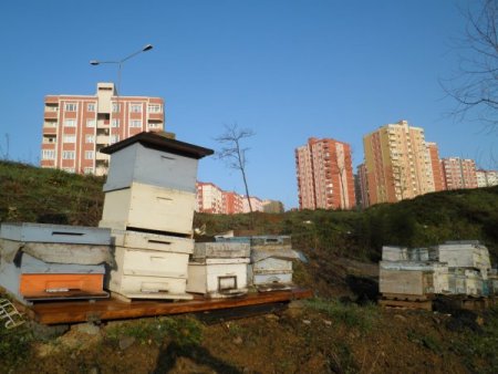 İstanbul’da yılda 2 bin ton bal üretiliyor