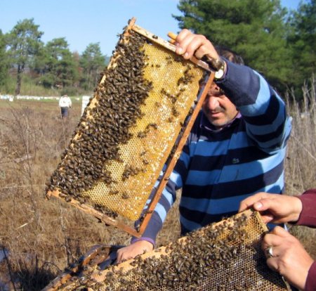 İstanbul’da yılda 2 bin ton bal üretiliyor