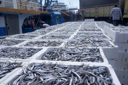 İstanbullu balıkçının hamsi bereketi vatandaşa yaradı (Özel)