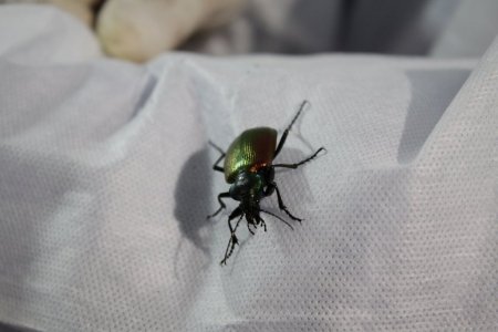 İstanbul'un 'gladyatör böcekleri' Büyükada'da yetişiyor