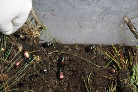 İstanbul'un 'gladyatör böcekleri' Büyükada'da yetişiyor