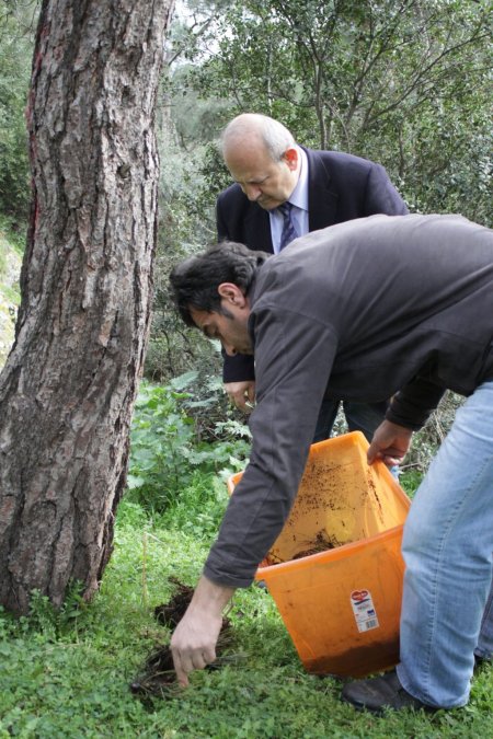 İstanbul'un 'gladyatör böcekleri' Büyükada'da yetişiyor