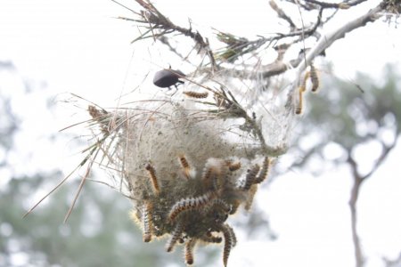 İstanbul'un 'gladyatör böcekleri' Büyükada'da yetişiyor