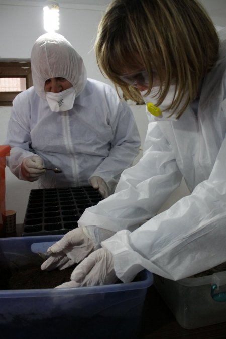 İstanbul'un 'gladyatör böcekleri' Büyükada'da yetişiyor