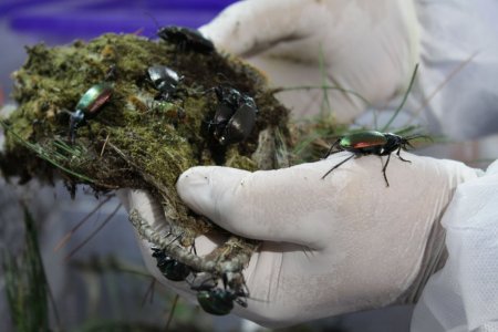 İstanbul'un 'gladyatör böcekleri' Büyükada'da yetişiyor