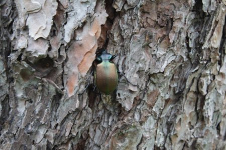 İstanbul'un 'gladyatör böcekleri' Büyükada'da yetişiyor