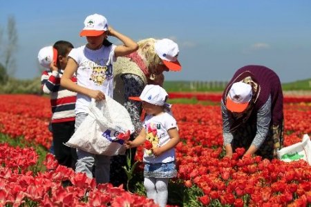 İstanbul’un lalelerini Seymenliler yetiştiriyor