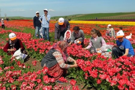 İstanbul’un lalelerini Seymenliler yetiştiriyor
