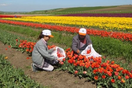 İstanbul’un lalelerini Seymenliler yetiştiriyor