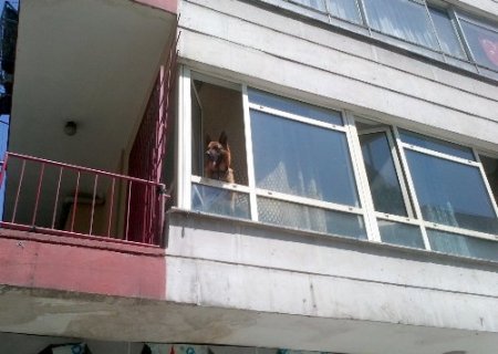 İşyerine kapatılan 'Paşa'nın havlamaları mahalleliyi uyutmadı