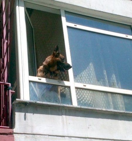 İşyerine kapatılan 'Paşa'nın havlamaları mahalleliyi uyutmadı