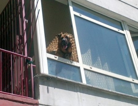 İşyerine kapatılan 'Paşa'nın havlamaları mahalleliyi uyutmadı