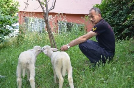 İtfaiyecilere kuzu terapisi!