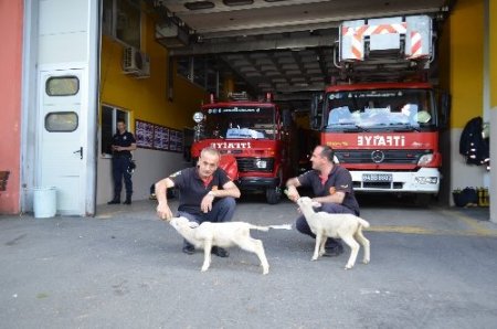 İtfaiyecilere kuzu terapisi!