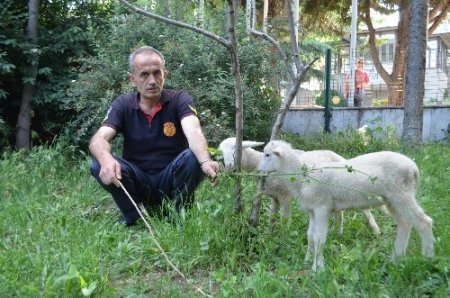 İtfaiyecilere kuzu terapisi!