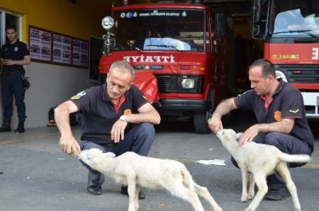 İtfaiyecilere kuzu terapisi!