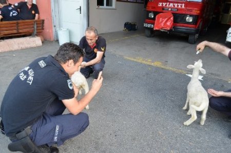 İtfaiyecilere kuzu terapisi!