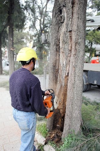 İzmir Bornovadaki demir ağaçları bakıma alındı