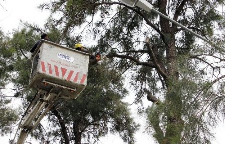 İzmir Bornovadaki demir ağaçları bakıma alındı