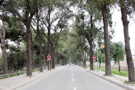 İzmir Bornovadaki demir ağaçları bakıma alındı