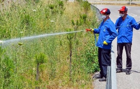 İzmir Büyükşehir Belediyesi sinekle mücadeleye 11 milyon lira ayırdı