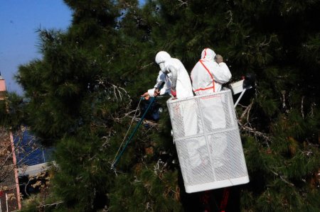İzmir Büyükşehir çamkese mücadelesi başlattı