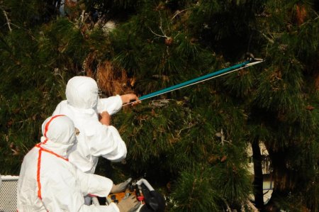 İzmir Büyükşehir çamkese mücadelesi başlattı