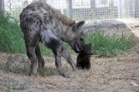 İzmir Doğal Yaşam ailesi büyüyor