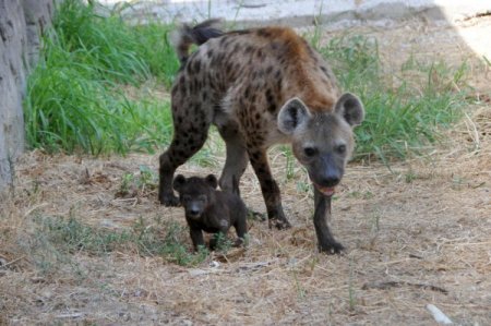 İzmir Doğal Yaşam ailesi büyüyor