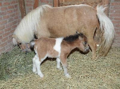 İzmir Doğal Yaşam Parkı, minik tay ile şenlendi