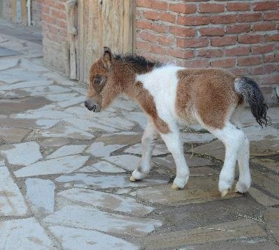 İzmir Doğal Yaşam Parkı, minik tay ile şenlendi