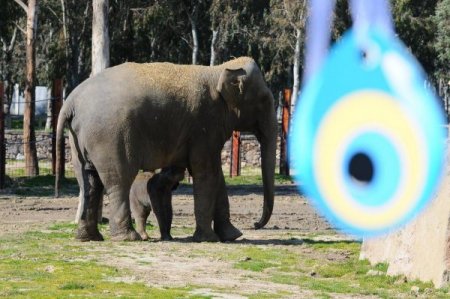İzmir Doğal Yaşam Parkı Avrupa Birliği'ne Girdi
