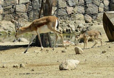 İzmir Doğal Yaşam Parkı'na 25 yavru ceylan katıldı