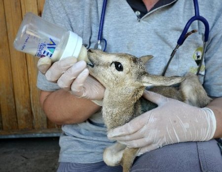 İzmir Doğal Yaşam Parkı'na 25 yavru ceylan katıldı