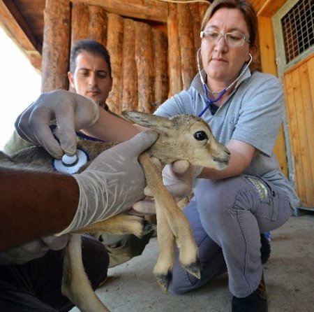 İzmir Doğal Yaşam Parkı'na 25 yavru ceylan katıldı