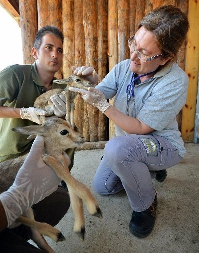 İzmir Doğal Yaşam Parkı'na 25 yavru ceylan katıldı