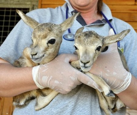 İzmir Doğal Yaşam Parkı'na 25 yavru ceylan katıldı