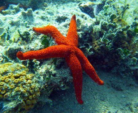 İzmir Körfezi'nde oksijen seviyesiyle birlikte deniz altı yaşam da canlandı