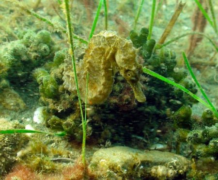 İzmir Körfezi'nde oksijen seviyesiyle birlikte deniz altı yaşam da canlandı