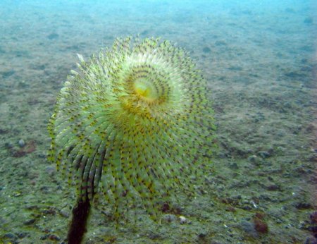 İzmir Körfezi'nde oksijen seviyesiyle birlikte deniz altı yaşam da canlandı